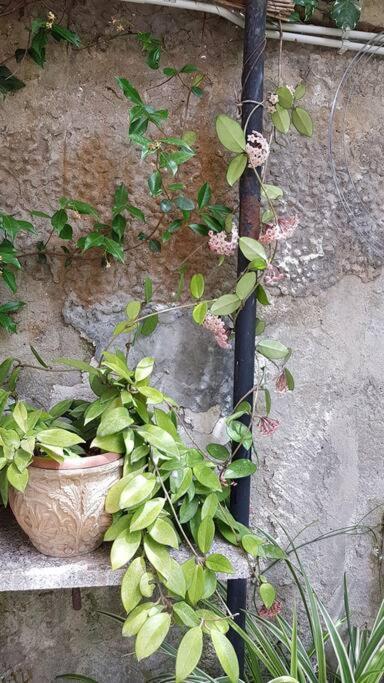 Giardino Mediterraneo Lacco Ameno  ภายนอก รูปภาพ