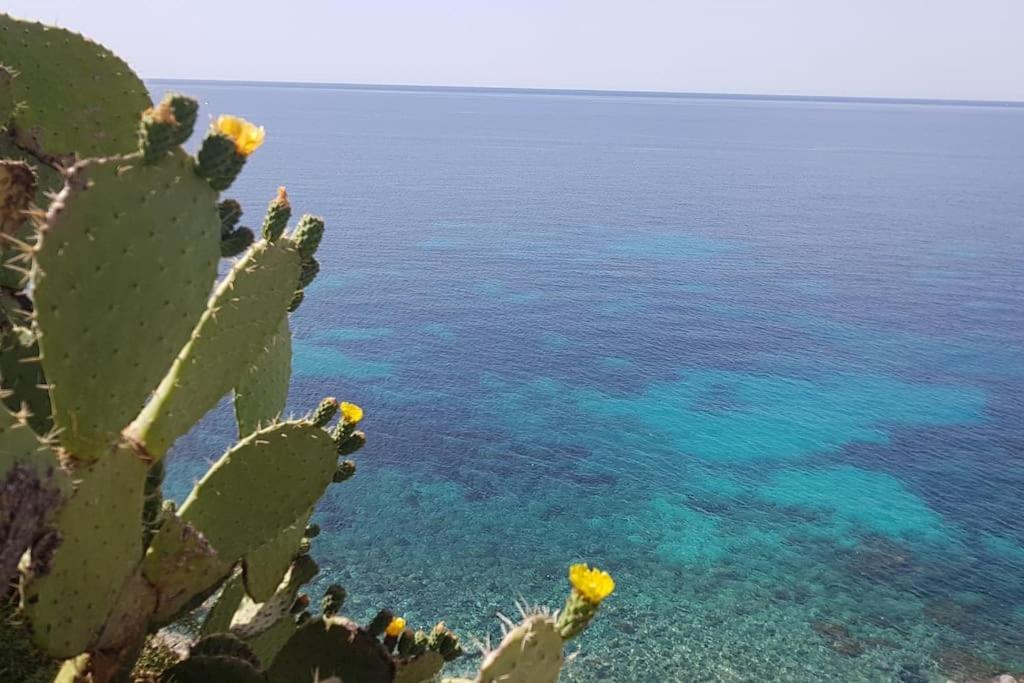 Giardino Mediterraneo Lacco Ameno  ภายนอก รูปภาพ
